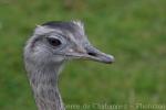 Greater rhea