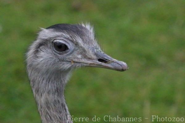 Greater rhea