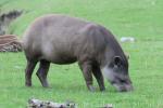 Lowland tapir