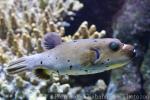 Blackspotted puffer