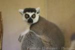 Ring-tailed lemur