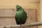 Livingstone's turaco