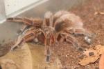 Chilean rose tarantula