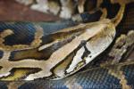 Burmese python