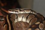 Ball python