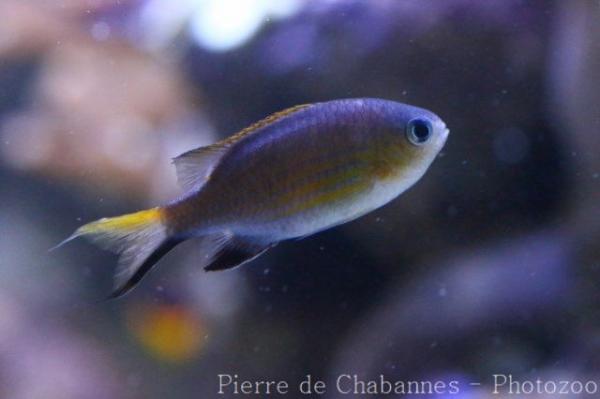 Blacktail chromis