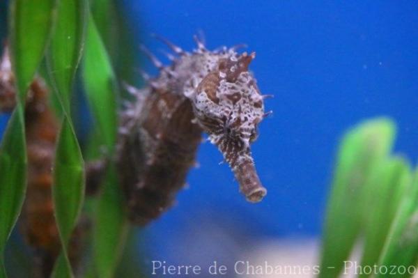 Lined seahorse