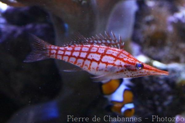 Longnose hawkfish