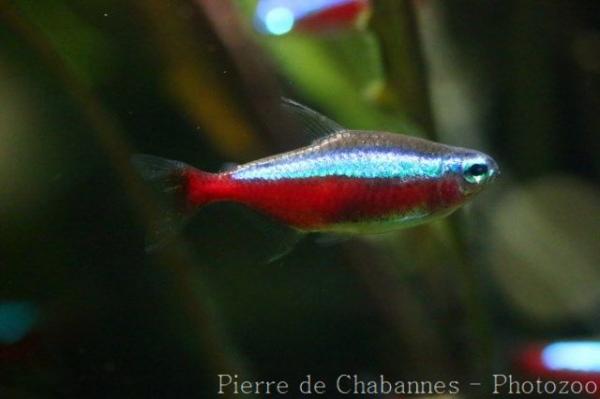 Cardinal tetra