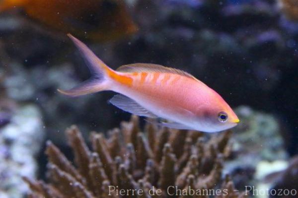 Lori's anthias