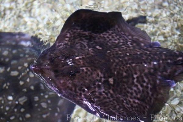 Thornback ray