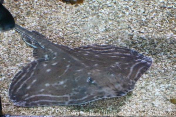 Small-eyed ray