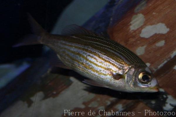 Striped large-eye bream