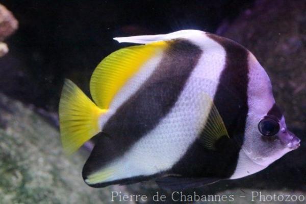 Pennant coralfish