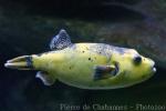 Guineafowl puffer