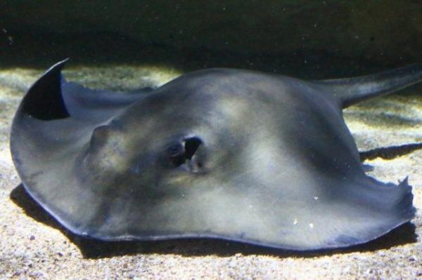 Common stingray