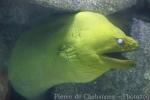 Green moray