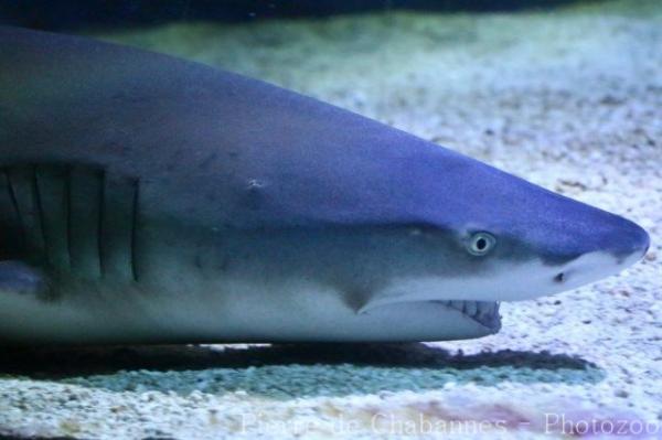 Lemon shark