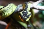 Great Lakes bush viper