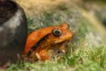 Sambava tomato frog