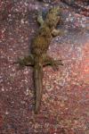 Ternate giant gecko