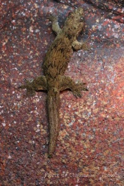 Ternate giant gecko