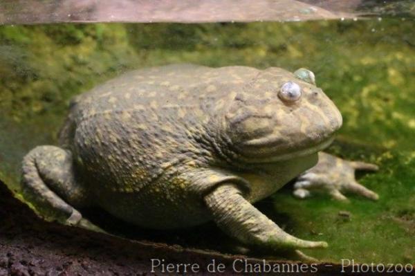 Budgett's frog