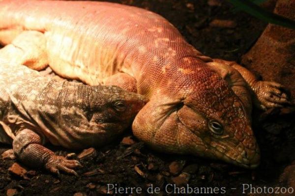 Red tegu