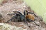 Greenbottle blue tarantula