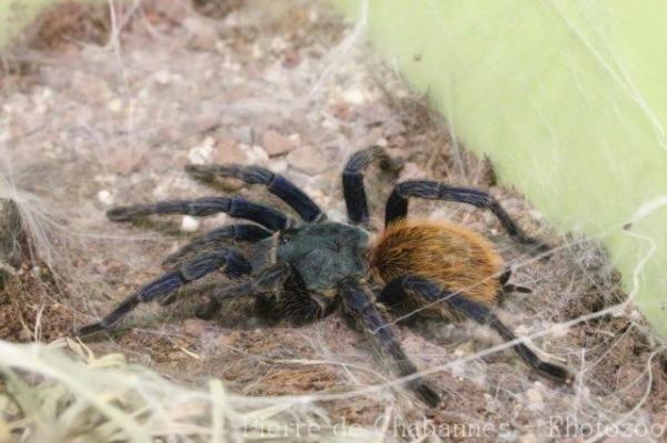 Greenbottle blue tarantula
