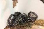 Giant forest scorpion