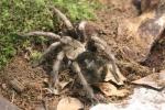 Singapore blue tarantula