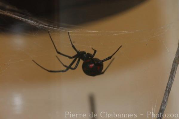 Mediterranean black widow