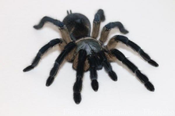 Socotra blue tarantula