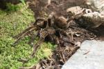 Giant blue bloom tarantula