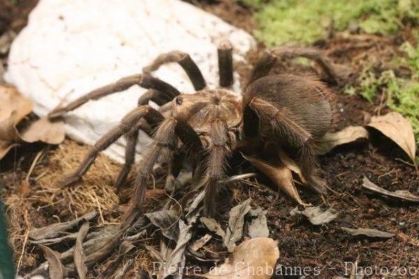 Cuban bronze tarantula