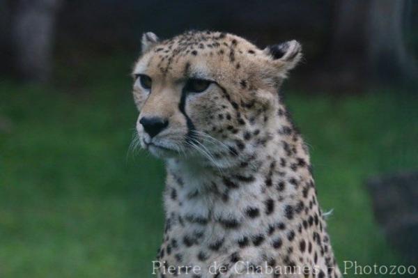 Sudan cheetah