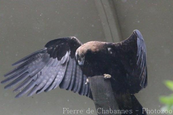 Eastern imperial eagle