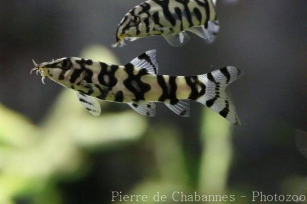 Golden zebra loach