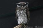 Barred eagle-owl