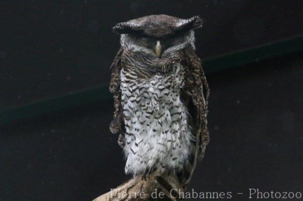 Barred eagle-owl