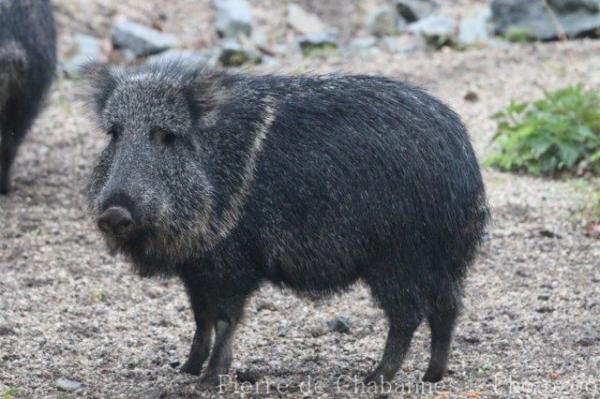 Chacoan peccary