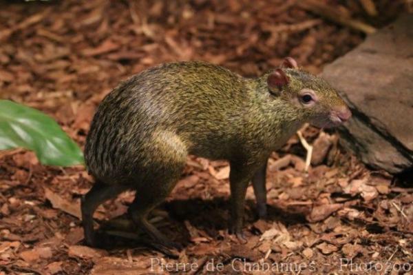 Azara's agouti