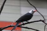 Asian black bulbul