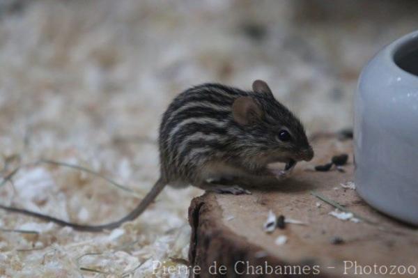 Barbary striped grass mouse