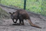 Common wallaroo