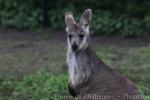 Common wallaroo