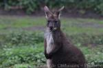 Common wallaroo