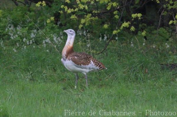 Great bustard