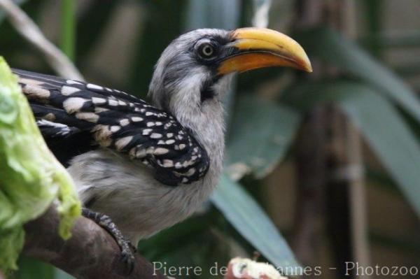 Eastern yellow-billed hornbill